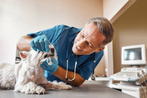 Best Pediatric Emergency Dentist in Mocksville, NC